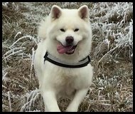 akita-inu
