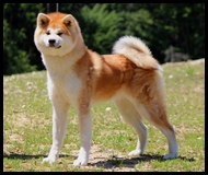 akita-inu