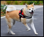 akita-inu