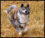 akita-inu