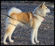 akita-inu