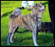 akita-inu