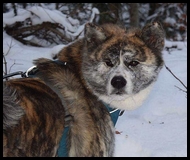 akita-inu