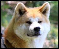 kum