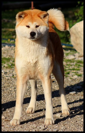 akita-inu