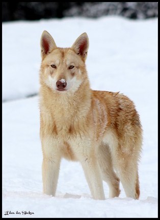 chien-loup-de-saarloos