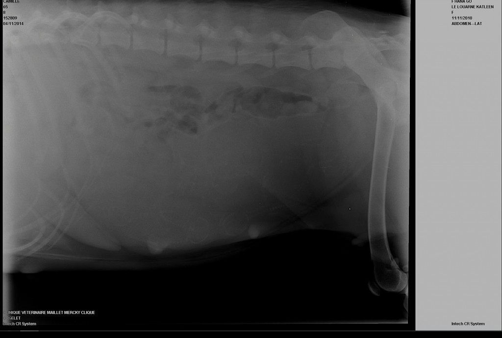radiographie-chienne-gestation