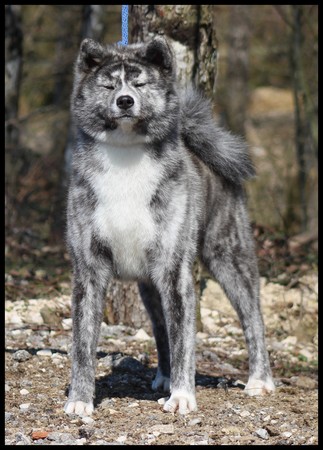 akita-inu-bringé