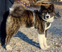 akita-inu-bringé
