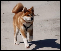 akita-inu