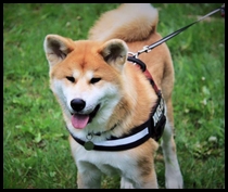 akita-inu