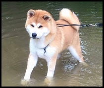 akita-inu