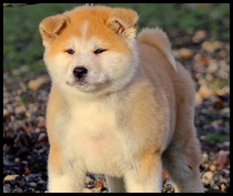 akita-inu