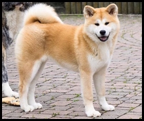 akita-inu