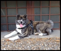akita-inu-bringé