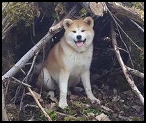 akita-inu