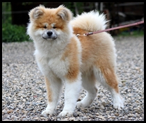 akita-inu