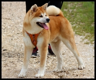 akita-inu