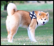 akita-inu