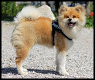 akita-inu