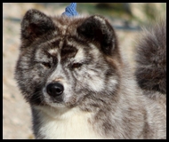 akita-inu