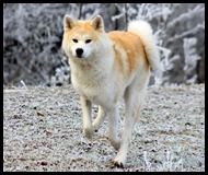 akita-inu