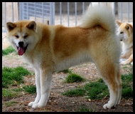 akita-inu