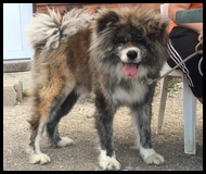 akita-inu