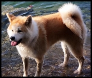 akita-inu