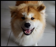 akita-inu