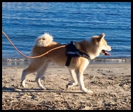 akita-inu