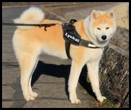 akita-inu