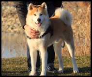 akita-inu