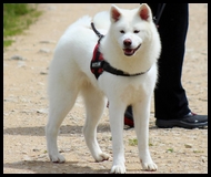 akita-inu