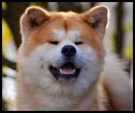 akita-inu