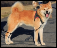akita-inu
