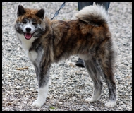 akita-inu