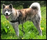 akita-inu