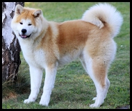 akita-inu