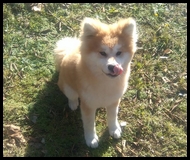 akita-inu