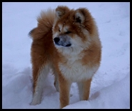 akita-inu