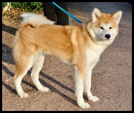 akita-inu