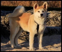 akita-inu