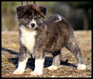 akita-inu