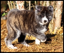 akita-inu