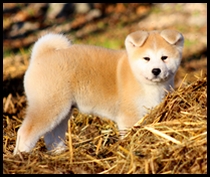 akita-inu