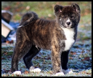 akita-inu