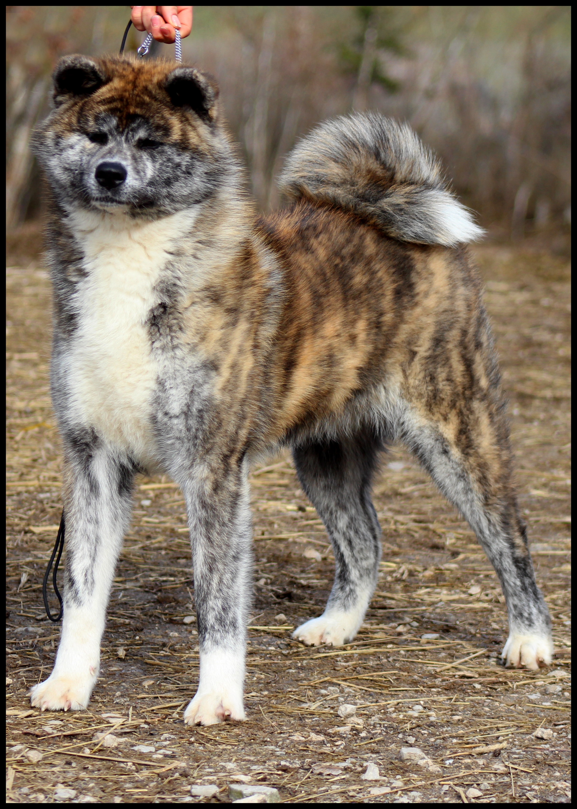 akita-inu-bringé
