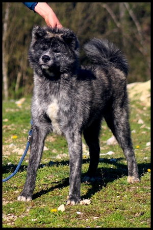 akita-inu-bringé