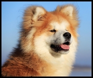 akita-inu